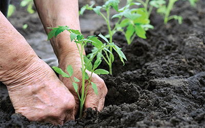 Best Gas Tiller for Breaking New Ground Unleash the Power of Efficient Gardening